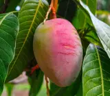 Thai Baromasi(Sweet) (Grafted) mango Plant
