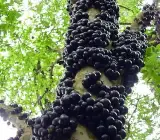 Jaboticabas FRUIT PLANT