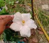 Australia hibiscus flowers plants(white)