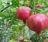 Super Vagoa Anar _ Grafted and Hybrid Plants