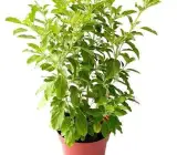 Swet Berala Plant