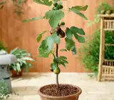 Big Leaf Anjura - Fruit Plant
