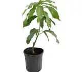 Sita Bhog Mango Plant (Grafted)