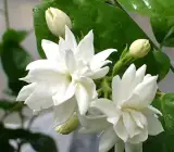 Jasmine Mini plant