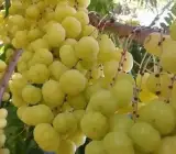 Gooseberry Plant _ Grafted and Hybrid Plants