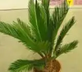 Cycus plant
