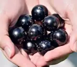 Jaboticabas FRUIT PLANT