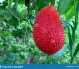 All Time Red Jack-fruit Grafting Plants