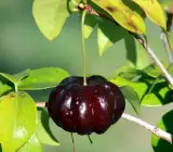 Black Surinam cherry FRUIT PLANT
