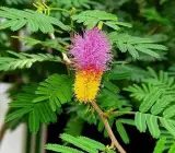 Shami Live Plant – Sacred Prosopis Cineraria Plant for Home, Garden & Puja