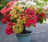Multi colour Grafting Bougainville (4/5) colour