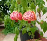 Lantern hibiscus FLOWERING Plants