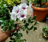 VARIEGATED TECOMA FLOWERING PLANT