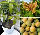 Himsagar Mango ( Grafting ) Fruit Plant