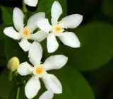 BHUTANMALLIKA FLOWERING PLANT