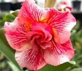 Rosy Variety Grafting Adenum plant
