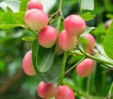 SWEET KARUNDA(KARAMCHA)FRUIT PLANT
