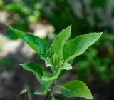 Vernonia amygdalina Plant