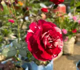 Rose Grafting flowers plant