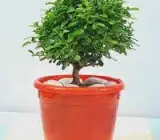 TABLE kamini plant