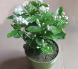 TAGAR DUBBLE PETAL FLOWERING PLANT