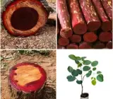 Red Rose Sandalwood Plant