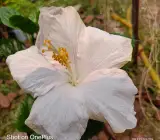 Australia hibiscus flowers plants(white)