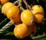 LOQUAT FRUIT PLANT