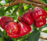 Pink Water Apple Ber (Jamrul) Fruit Plant