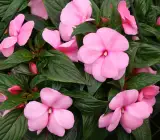 Impatiens Flowering Plant(pink)