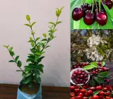 Hybrid Hot Climate Cherry Grafted Plant
