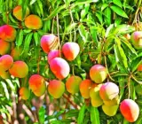 Mango Suvarnarekha(Grafted) – Fruit Plants