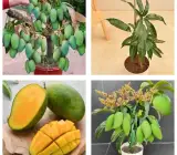 Vietnam All Time Mango (Sweet) (Grafted) plant