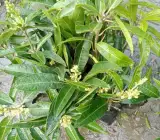 Apple Mango - Grafted plant