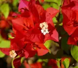 BOUGAINVALLEA FLOWERING PLANT( DARK RED)