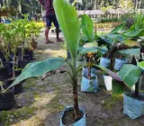 Tissu cultures Red Banana Fruit Plant