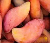 Chiang mai Mango - Grafting Fruit Plant