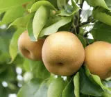 Asian Golden Nashpati Pear Grafted Fruit Plant – Premium Sweet Pear Live Plant