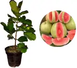 Red Daimond Guava Plant