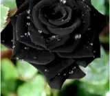 Black Rose Grafting plant