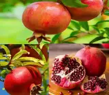 Pomegranate fruit plant