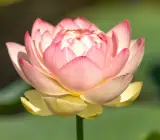 Lotus Tubers Flowers Plant Bulbs