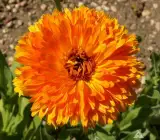 Calendula flowers Plants