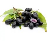 Thai Hyby Dwarf Varieties Black Jamun Fruit Plant