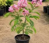 Cassia Javanica Plant – Pink Shower Tree Live Flowering Plant