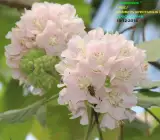 DOMBEYA FLOWERING PLANT(WHITE)