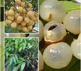 4 Season Longon Fruit Plant