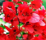 BOUGAINVALLEA FLOWERING PLANT( DARK RED)