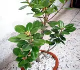 Chinna Bot plant