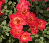 Portulaca FLOWERING PLANT(HANGING PLANT) RED